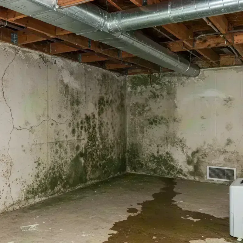 Professional Mold Removal in Palatine, IL